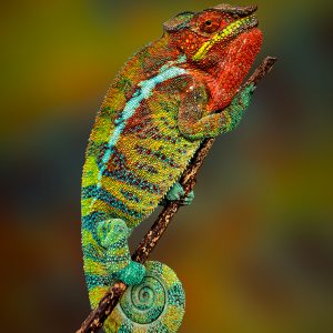 011-enfilat-2-final-3