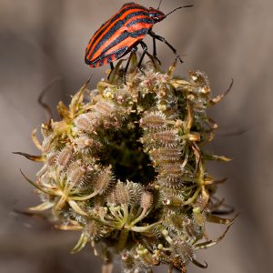 Bernat-vermell-sortint-de-casa