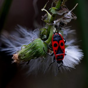 fa2924d7-2b05-492c-ada0-9211cd9ae77e-2