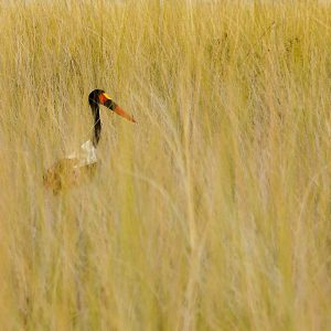 126 herbes amb ocell