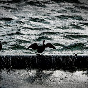 Corbs marins a la Garona. Tolosa de LLenguadoc