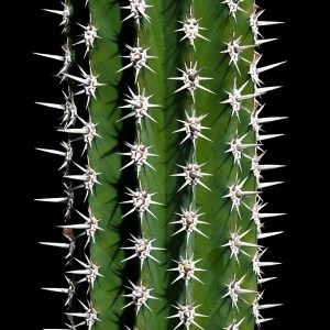 Cactus estrellat