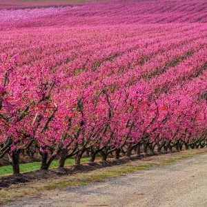 Jaume Millan. LA NOIA D'AITONA